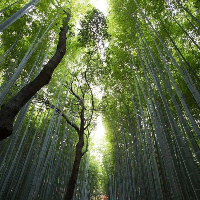 泛目录站群代做