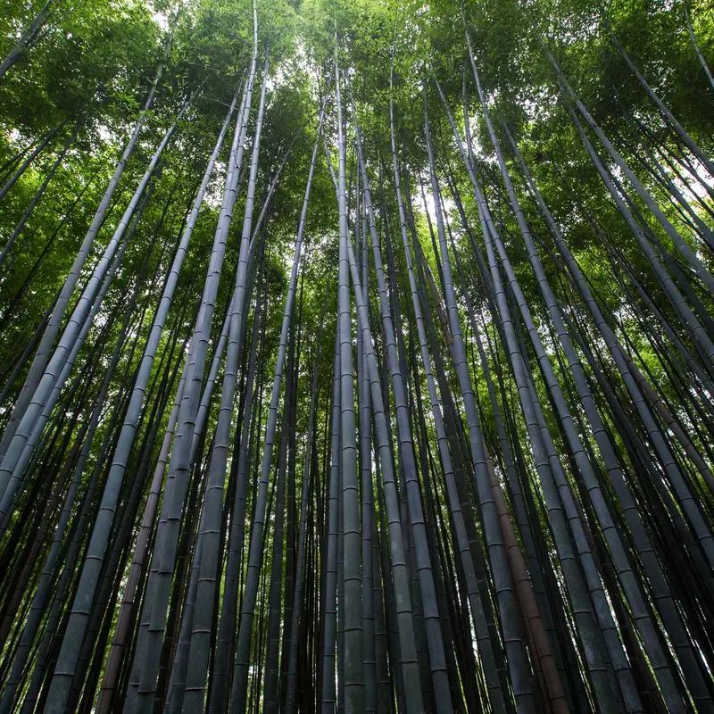 百度推广软件蜘蛛池